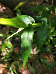 Oplismenus compositus