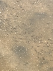 Fundulus heteroclitus