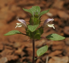 Acanthomintha lanceolata