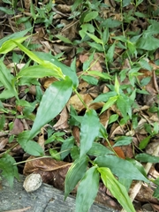 Oplismenus compositus