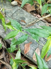 Oplismenus compositus