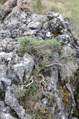 Euphorbia spinosa