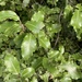 Pittosporum tenuifolium - Photo (c) David Orlovich, algunos derechos reservados (CC BY), subido por David Orlovich
