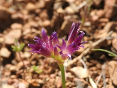 Allium sharsmithiae