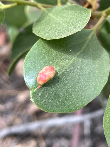 iNaturalist observation photo of Manzanita Leafgall Aphid
