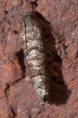 Grapholita packardi