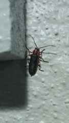 Atalantycha bilineata