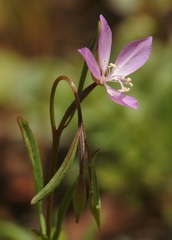 Clarkia modesta