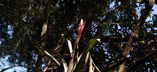 Aechmea bromeliifolia