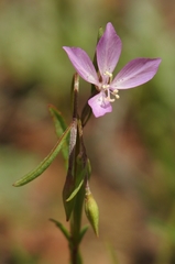 Clarkia modesta