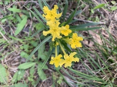 Lithospermum incisum