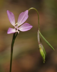 Clarkia modesta