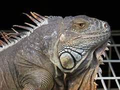 Iguana iguana