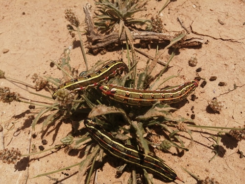 Striped Hawkmoth