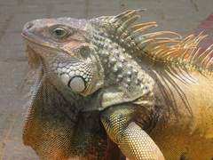 Iguana iguana