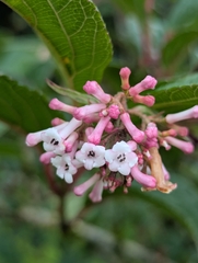Viburnum erubescens