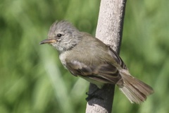 Camptostoma obsoletum