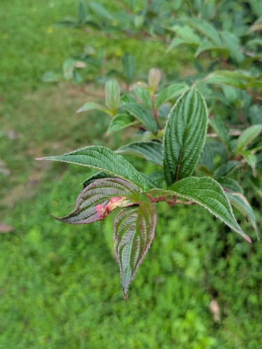 Viburnum erubescens, photograph 2