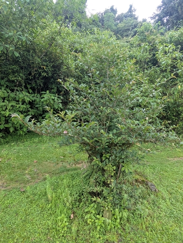 Viburnum erubescens, photograph 3