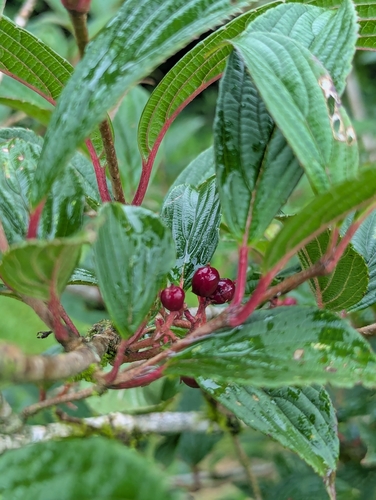 Viburnum erubescens, photograph 4