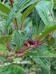 (c) Sagnik Dutta Roy, some rights reserved (CC BY) Viburnum erubescens, photograph (c) Sagnik Dutta Roy, some rights reserved (CC BY)