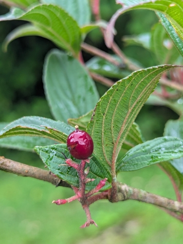 Viburnum erubescens, photograph 5