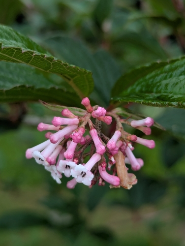 Viburnum erubescens, photograph 6