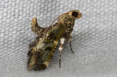 Arescoptera haplocala