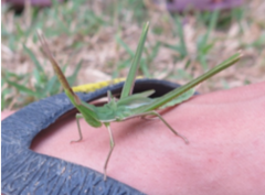 Acrida cinerea