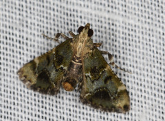 Arescoptera haplocala