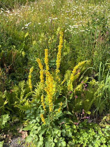 Dark Mullein