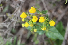 Calceolaria glandulosa