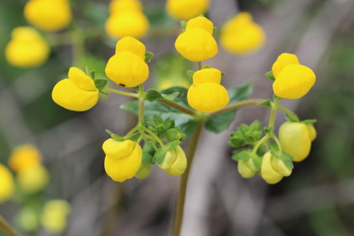 Calceolaria glandulosa, photograph 1