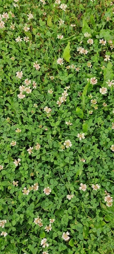 white clover