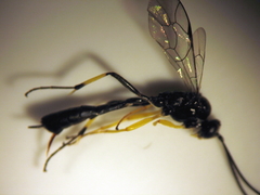 Dusona