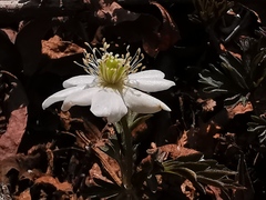 Anemonoides amurensis