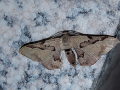 Hypochrosis baenzigeri