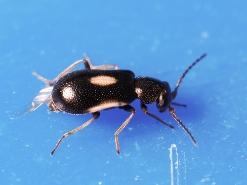 Colotes maculatus
