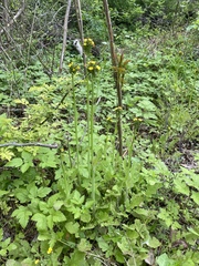 Youngia thunbergiana