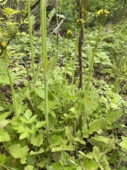 Youngia thunbergiana