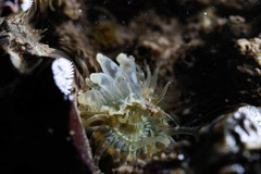 Anthopleura dixoniana