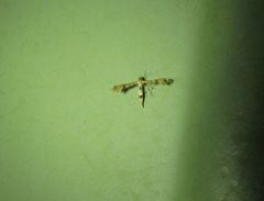 Nippoptilia cinctipedalis