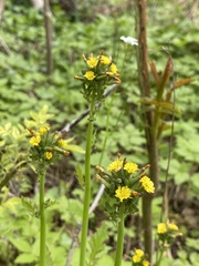 Youngia thunbergiana