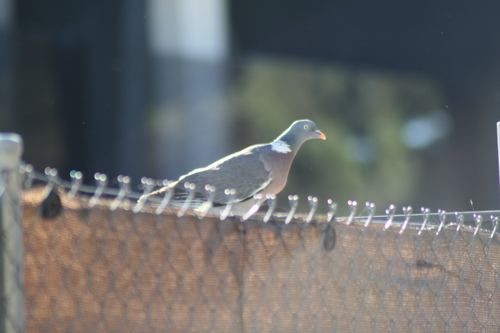 Common Wood-Pigeon