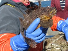 Hemitripterus americanus