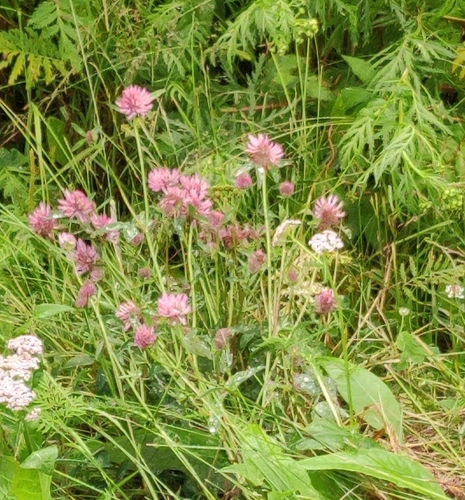 Red Clover