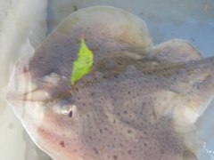 Leucoraja erinaceus