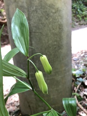 Disporum sessile