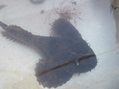 Hemitripterus americanus