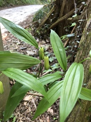 Disporum sessile